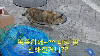 [길냥이] 이리와~!하니까 따라오는 길고양이_Stray cat?