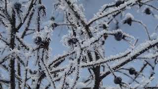 ♫  Музыка души...  Ноктюрн Светлана  -  Арсений Якшиянц. Arseniy Yakshiyants - Nocturne Svetlana