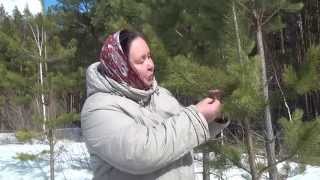 СОСНОВЫЕ ПОЧКИ || Полезные свойства и применение
