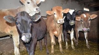 Содержание коров в хозяйстве Баходура Мирзоева и Рахмона Рузиева.