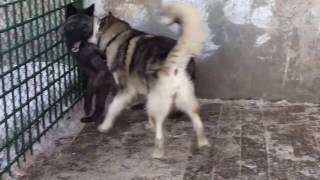 Волчица и собака || Wolf and dog