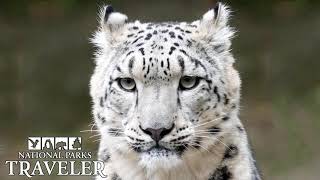 National Parks Traveler: Afghan Snow Leopards, Protecting Nature, Virgin Islands National Park