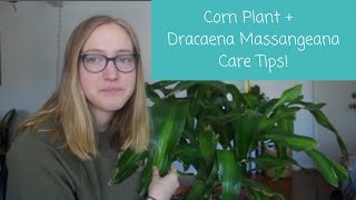 Corn Plant | Dracaena Plant Care Tips!