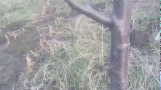 Як пришвидшити плодоношення сливи.