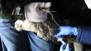 sheep vaccination against anthrax. Взятие крови у МРС 25.01.15