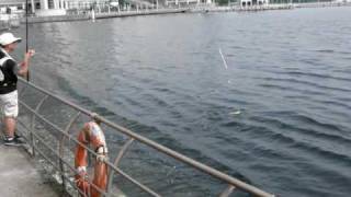 スズキ・ハネがあがる様子・・・エビ撒き釣り（横浜港のハネ釣り名人）