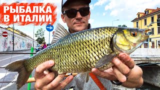 Язь Рыба моей мечты. Огромный Язь. Рыбалка в Милане