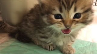 【かわいい子猫】激おこぷんぷん丸٩๑`^´๑۶のチビ子ちゃん❤可愛い子猫の動画！ミヌエットMinuet