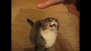 Животные атакуют !  Кот дает сдачи .