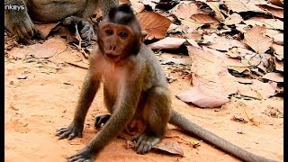 Poor baby Timo cry very sad mom stop care him&try kick him out,Timo hug Chimo scare Caesar