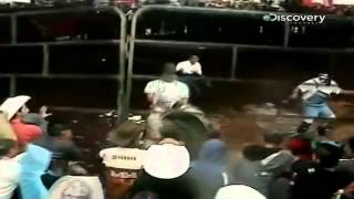 Бык на родео наказал всех