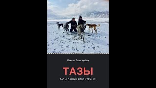 Тазымен коян, тулки алу/ Тазы берет лису и зайца