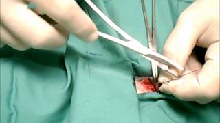 Dog Neuter: : PAWS - The Modern Spay Neuter Clinic