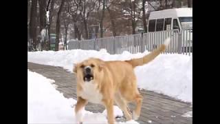 Полметра снега в Днепре: 19.03.2018
