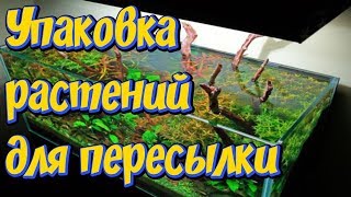 Транспортировка, перевозка аквариумных растений! Упаковка аквариумных растений почтой, автобусом,!