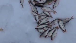 Любителям козочки и безмотылки и безнасадочных мормышек.