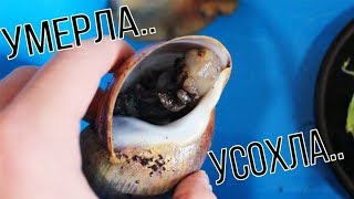 УЛИТКА АХАТИНА СДОХЛА!