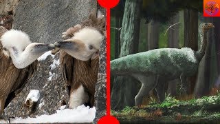 Reason for Success of Dinosaurs & Gay Vultures' Chick Released - 7 Days of Science