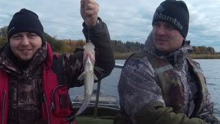 Рыбалка осенью. Твичинг река Свирь Ивинский разлив Щука, судак, окунь )