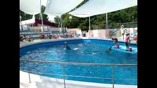 Spectacol Delfinariu Constanta