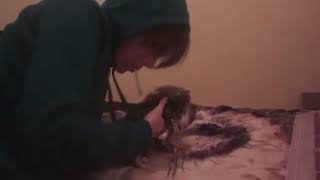 Vacuum Cat Killer - 1 Boy 2 Kittens
