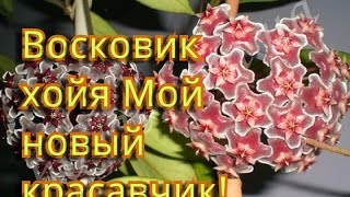 Мой новый цветок! Красавец восковик хойя из черенка!