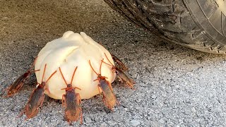 Experiment: Car Vs Cake with Cockroaches
