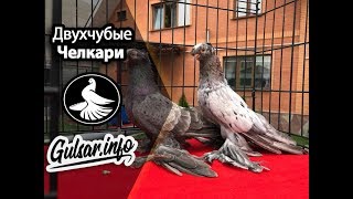 ДВУХЧУБЫЕ ЧЕЛКАРИ / PIGEONS / TAUBE #Gulsarinfo©