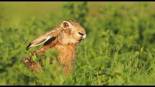 (18+) ВСЕГДА БЫ ТАК ВЫСКАКИВАЛ (охота на зайца #3) сезон 2017-2018