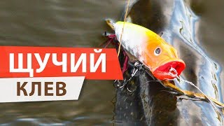 Столько щук на поппер я еще не ловил!!!