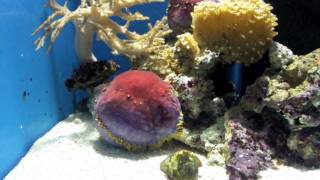 沼津港深海水族館に行ってみた。 パート２