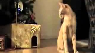 Кот и крыса, Funny cats, Прикольные, ржачные,веселые коты,кошки ,котята1