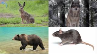 Учим животных леса.  Развивающее видео для детей