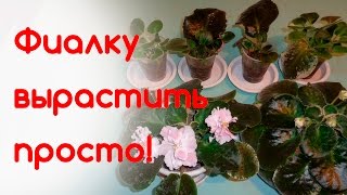 Выращиваем фиалки - легко!!! Всё об уходе