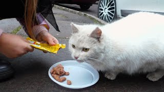 БЕЗДОМНАЯ КОШКА  просит Кушать! Домик для КОШКИ Яна КОРМИТ Животных