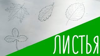 КАК РИСОВАТЬ ЛИСТЬЯ