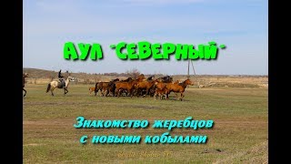 Аул Северный Знакомство жеребцов с новыми кобылами