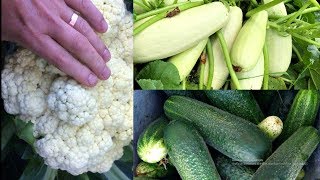 Какие ОВОЩИ НУЖНО выращивать РАССАДОЙ а какие СЕМЕНАМИ