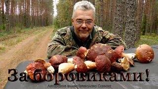 За боровиками!