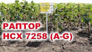 РАПТОР ПОДСОЛНЕЧНИК НОВОГО ПОКОЛЕНИЯ УСТОЙЧИВЫЙ К ЗАРАЗИХЕ OR STOP