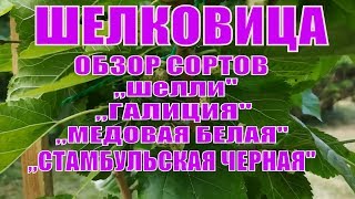 ЛУЧШИЕ СОРТА ШЕЛКОВИЦЫ КРУПНОПЛОДНОЙ.