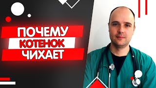 Почему котенок постоянно чихает