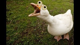 Как потрошить тушку(подробно).How to gut the carcass (detail).