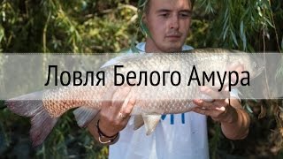 Ловля Карпа и Белого Амура. Прикормка