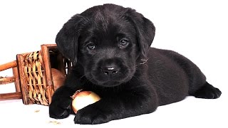Собака в доме. Милее милого - Щенок лабрадора. Puppy Labrador