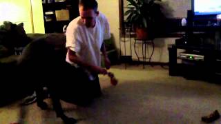 Tug o war Neopolitan Mastiff