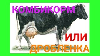 КАК ПРАВИЛЬНО КОРМИТЬ КОРОВ