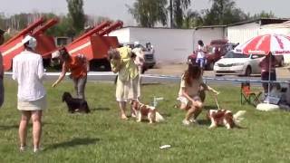 Мон ККЧС Тула 16.07.2016 бэби, щенки, юниоры