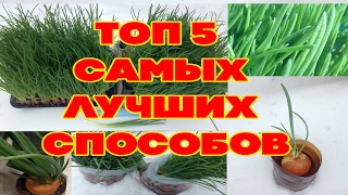 5 лучших способов выращивания лука на зелень. Обзор и сравнение.