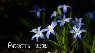 Радость весны! Весна в Свято-Елисаветинском монастыре (г.Минск)